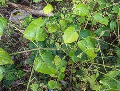 Polymnia canadensis