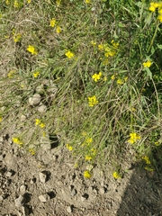 Brassicaceae