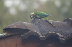 Pyrrhura frontalis
