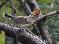 Sakesphorus canadensis
