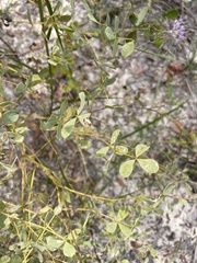 Baptisia lecontei