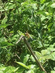 Libellula fulva