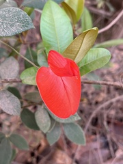 Periandra coccinea