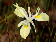 Moraea angusta