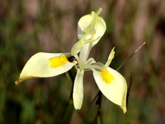Moraea angusta
