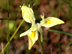 Moraea angusta