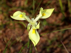 Moraea angusta