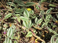 Tradescantia zebrina