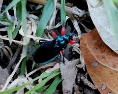 Phonergates bicoloripes