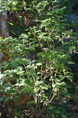 Ocimum gratissimum