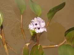 Pontederia azurea