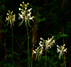 Platanthera integrilabia