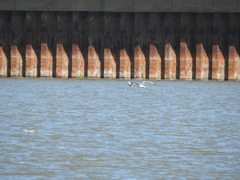 Chroicocephalus cirrocephalus