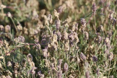 Aeluropus lagopoides