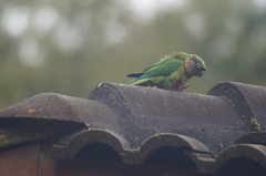 Pyrrhura frontalis