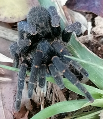 Brachionopus robustus