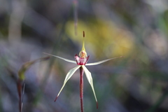 Caladenia lowanensis