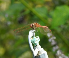 Sympetrum striolatum imitoides