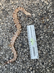 Agkistrodon laticinctus