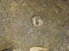 Caucasotachea vindobonensis