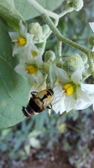 Misumenoides