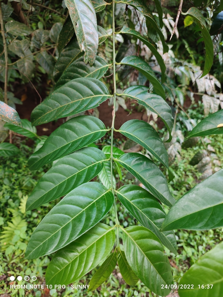 Canthiumera robusta (Canthiumera robusta)