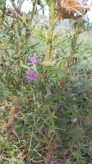 Cirsium