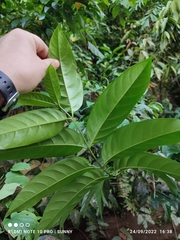 Canthiumera robusta