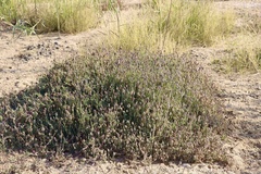 Aeluropus lagopoides