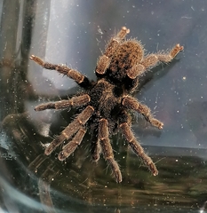 Brachionopus robustus