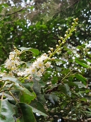 Prunus lusitanica hixa