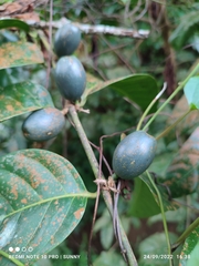 Canthiumera robusta