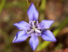 Moraea lugubris