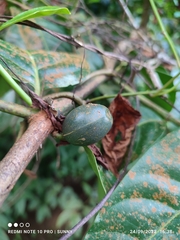 Canthiumera robusta