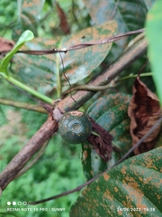 Canthiumera robusta