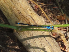 Enallagma annexum