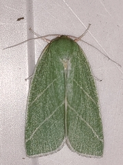 Bena bicolorana