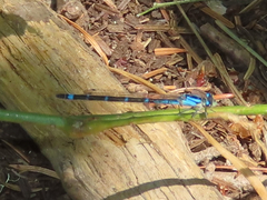 Enallagma annexum