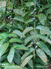 Canthiumera robusta
