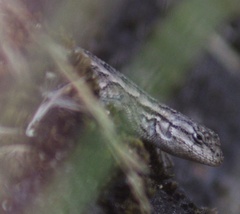 Sceloporus occidentalis occidentalis