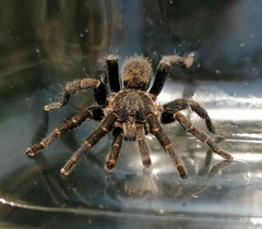 Brachionopus robustus