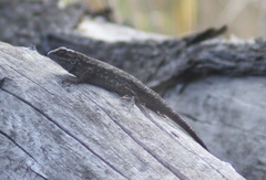 Sceloporus occidentalis occidentalis