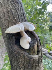 Hypsizygus