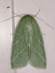 Bena bicolorana