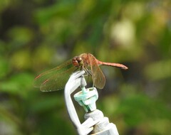 Sympetrum striolatum imitoides