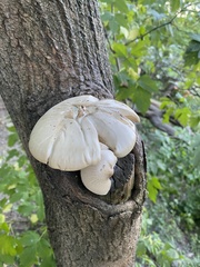 Hypsizygus