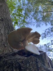 Hypsizygus