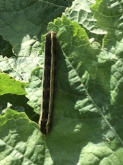 Trichordestra legitima