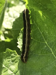 Trichordestra legitima