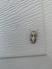 Spodoptera ornithogalli